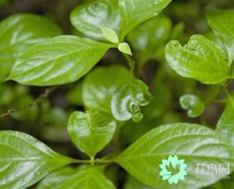 草本植物有哪些|草本（草本植物）